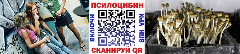 Купить где  Борзя  Псилоцибиновые грибы Psilocybine cubensis 